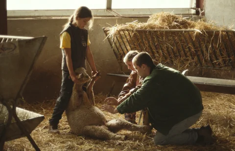 JACKY CAILLOU de Lucas Delangle