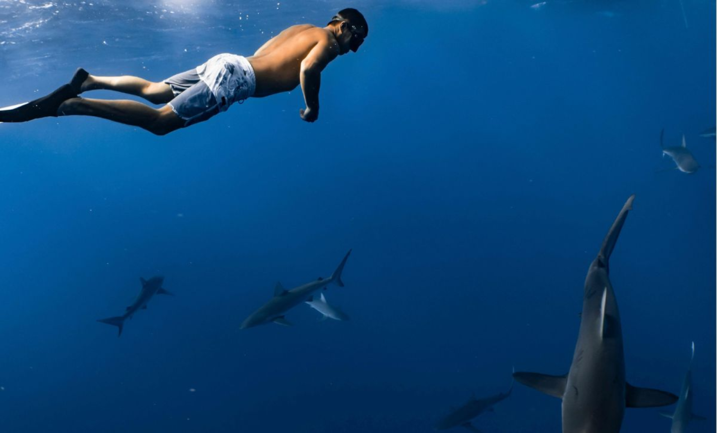 Pourquoi avons-nous une dent contre les requins ?