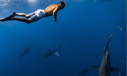 Pourquoi avons-nous une dent contre les requins ?