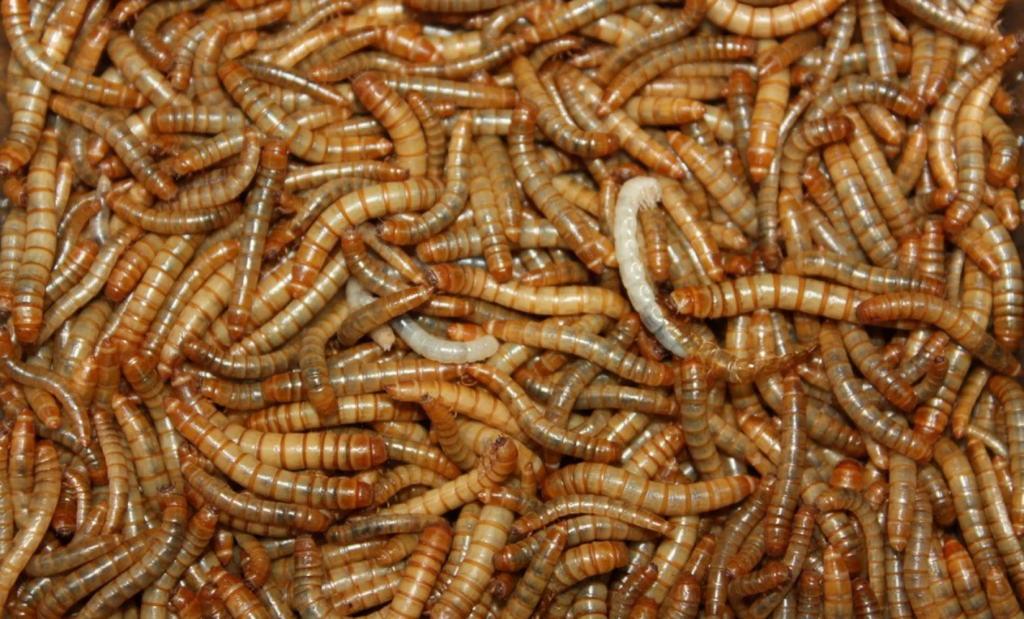 Préparez-vous à remplir vos assiettes de poudre de larve (sans même le savoir)