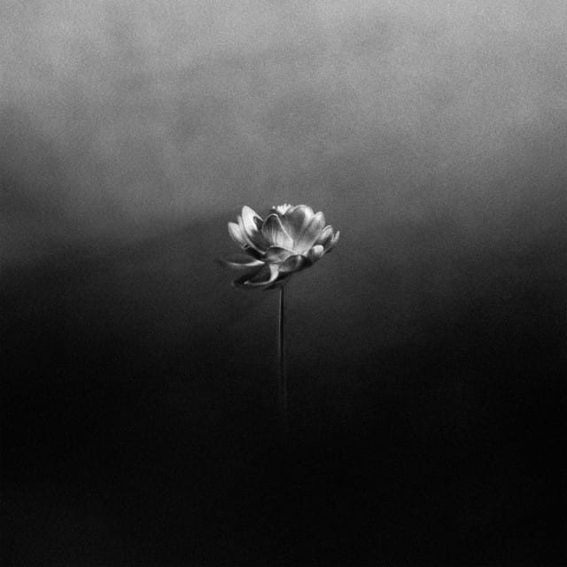 LITTLE SIMZ, OBONGJAYAR