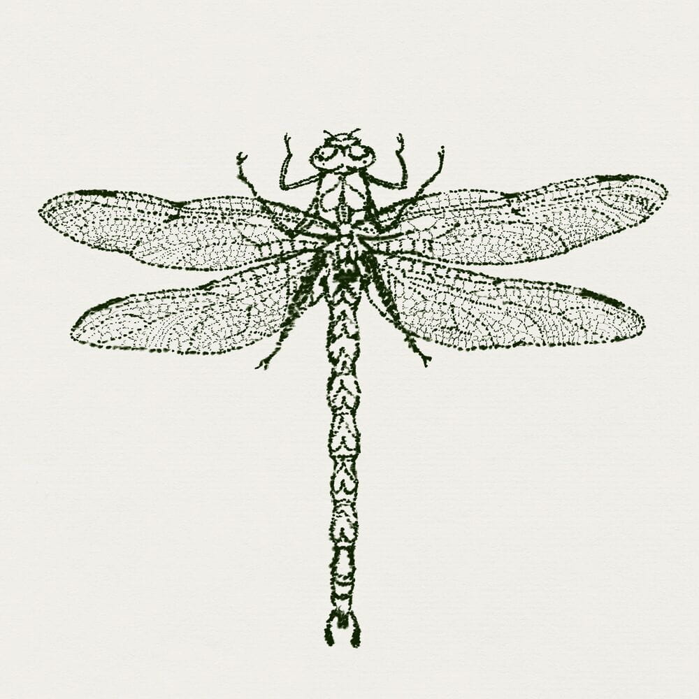 DRAGONFLY
